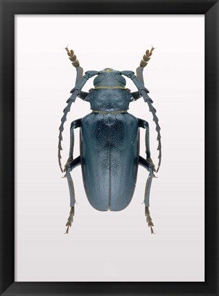 Framed Beetle 3 Print