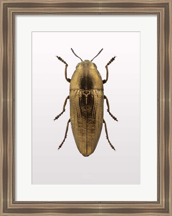 Framed Beetle 4 Print