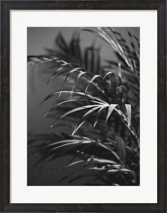 Framed Black Plant Print