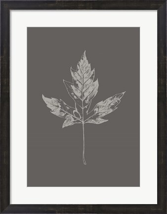 Framed Botanica 5 Print