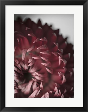 Framed Dahlia Print