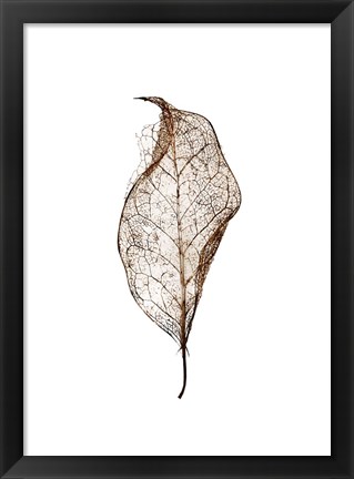 Framed Leaf Print