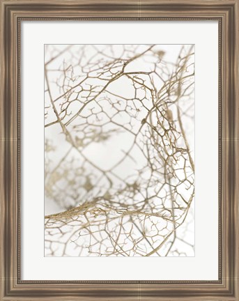 Framed Leaf Skeleton Print