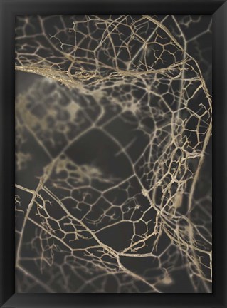 Framed Leaf Skeleton Dark Print