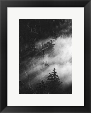 Framed Misty Pine Woods Print