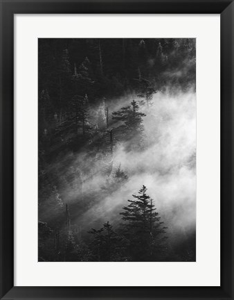 Framed Misty Pine Woods Print