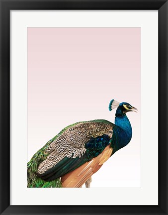 Framed Peacock on Pink Print