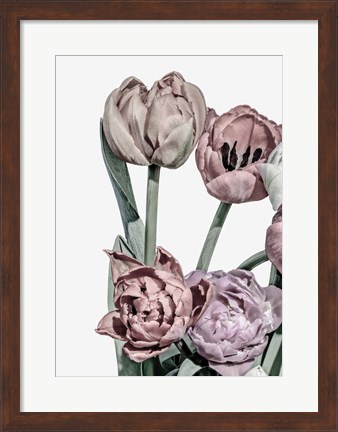 Framed Tulips Bright 2 Print