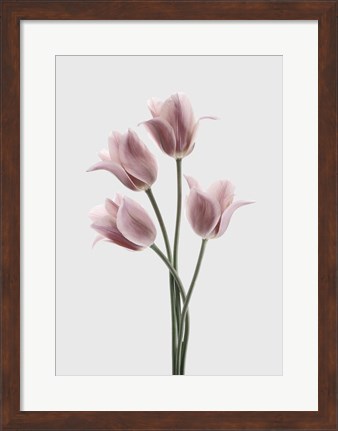 Framed Tulips Pink Print