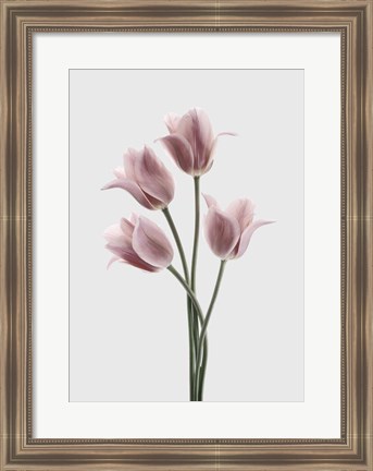 Framed Tulips Pink Print