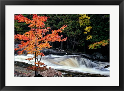 Framed Autumn, Lower Rosseau Falls Print