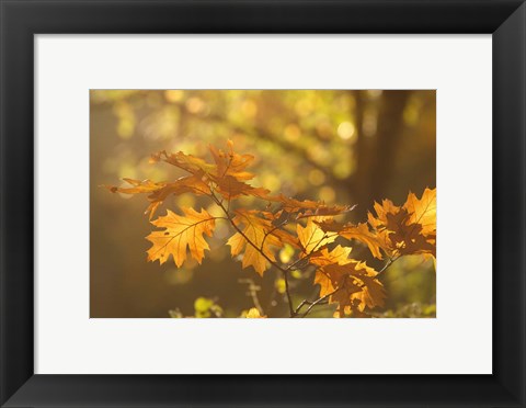 Framed Autumn Light Print