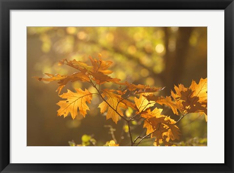 Framed Autumn Light Print