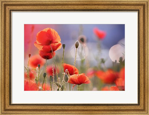 Framed Poppy Delight Print