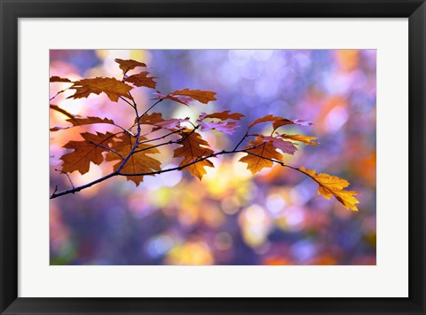 Framed United Colors of Autumn Print