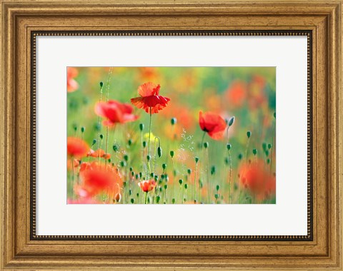 Framed United Colors of Summer Print