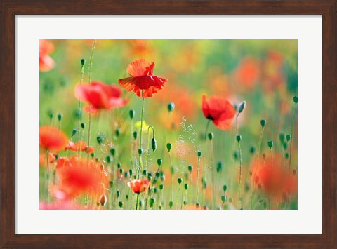 Framed United Colors of Summer Print