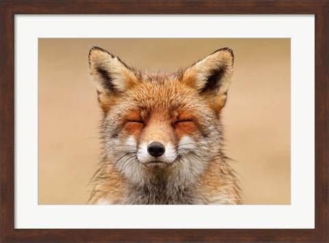 Framed Zen Fox Red Portrait Print