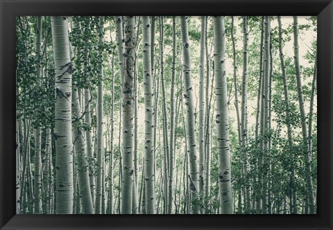 Framed Obscured by Alders Print