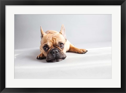 Framed Sad Frenchie Print