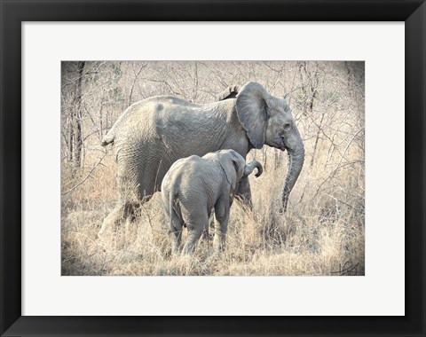 Framed Elephants Print