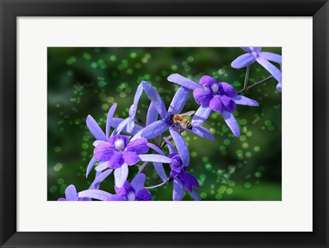 Framed Bee and Purple Flowers Print