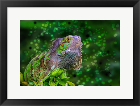 Framed Green Iguana Print