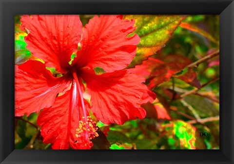 Framed Red Hibiscus Print