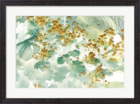 Framed Golden Lady&#39;s Mantle Print