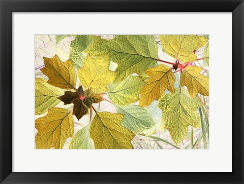 Framed Golden Oak Print