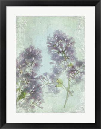 Framed Lilac Print