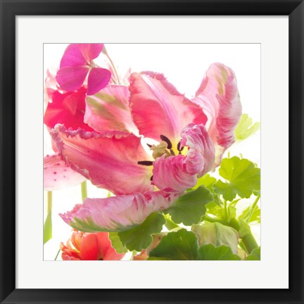 Framed Parrot Tulip One Print