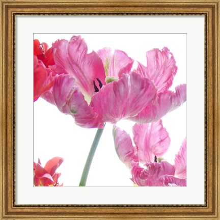 Framed Parrot Tulips Print