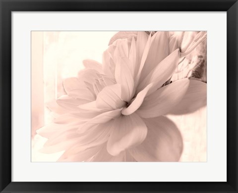 Framed Pink Dahlia 1 Print