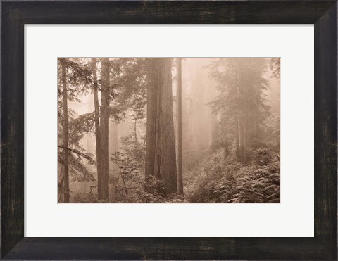 Framed Enchanted Forest II Print