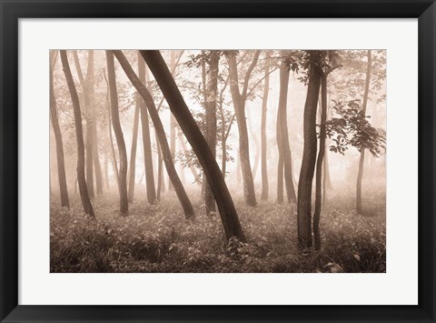 Framed Reticent Woods Print