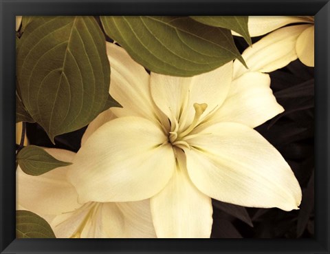 Framed Lily and Leaves Print