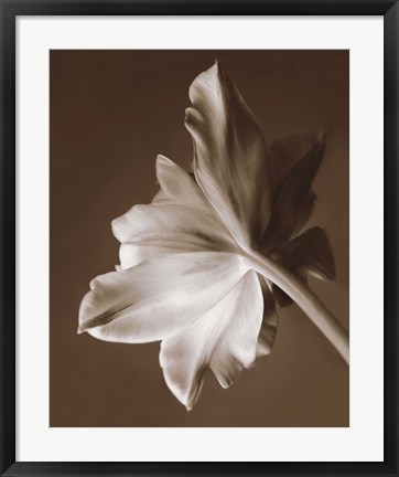 Framed Moonglow Tulip Print