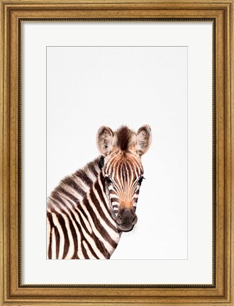 Framed Baby Zebra Print