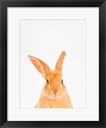 Framed Rabbit Print