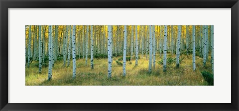 Framed Aspens, Ashley Print