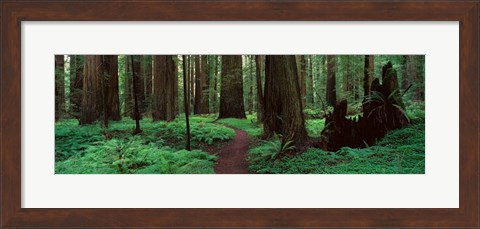 Framed Redwoods Path Print