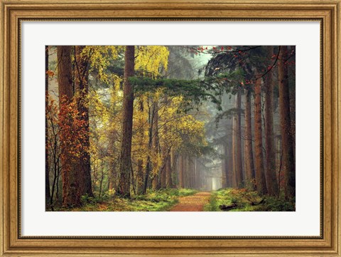 Framed Colors of the Forest Print