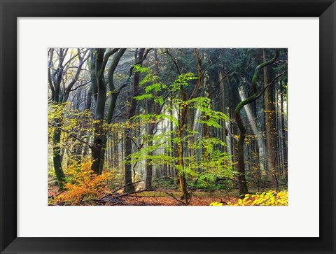 Framed Colors of the Forest IV Print