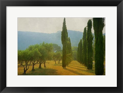 Framed Cypress Shadows Print