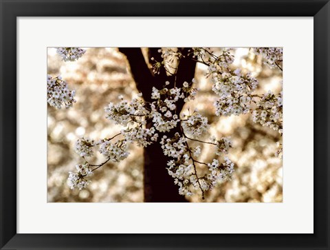 Framed Spring Black Print