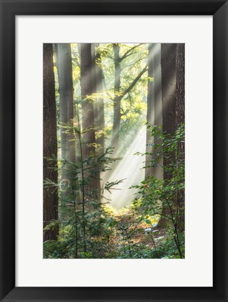 Framed Sunbeam and Spiderweb Print