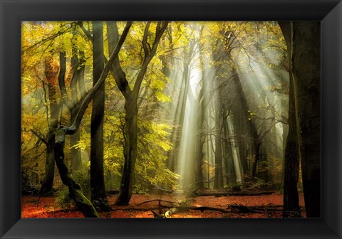 Framed Yellow Leaves Rays Print