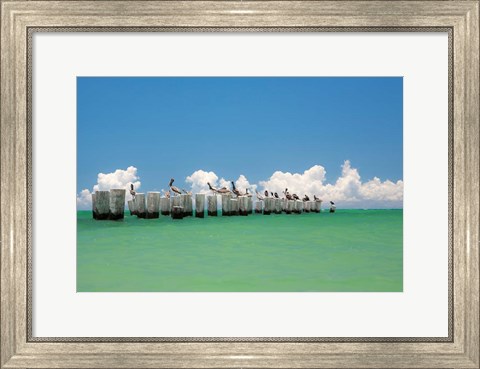 Framed Gull Conference Print