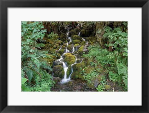 Framed Fern Waterfall Print